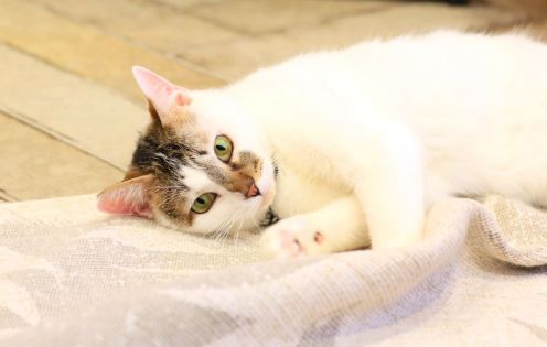 くつろぐ猫